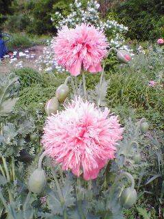 写真：ソムニフェルムの花