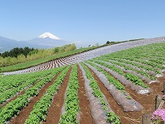 写真:野菜畑