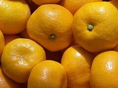 写真:寿太郎プレミアム