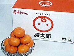 写真:レギュラー品の寿太郎みかん