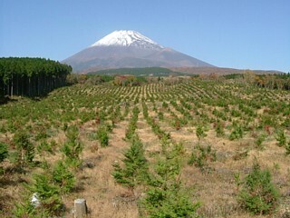 写真:ヒノキ植栽による造林地(裾野市)