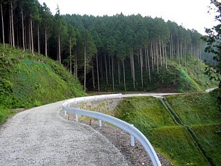 写真:人工林を通る林道(三島市)