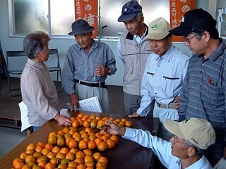 写真:長泉の四つ溝柿(出荷目揃会の様子)
