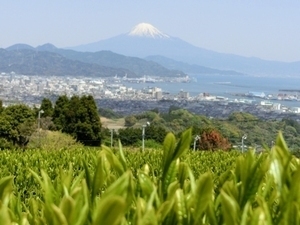 写真：日本平