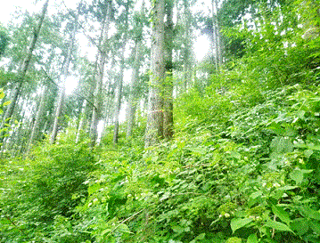 写真：環境伐整備後人工林