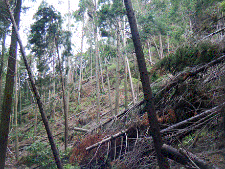 写真：災害対応型再生整備前人工林