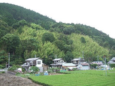 写真：竹林広葉樹再生整備前