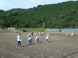 写真：殿コスモス種まき