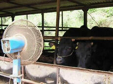 写真：扇風機で涼む牛