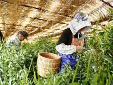 写真：藤枝市朝比奈地区の茶摘み風景