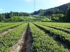 写真：島田市の茶草場農法の風景