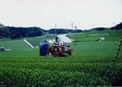 写真：乗用型摘採機による収穫