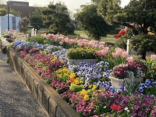 写真：団体花壇（袋井市花の会（袋井市高尾町））