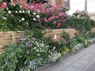 写真：個人花壇（鈴木様（袋井市））