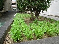 写真：緑で覆われた花壇