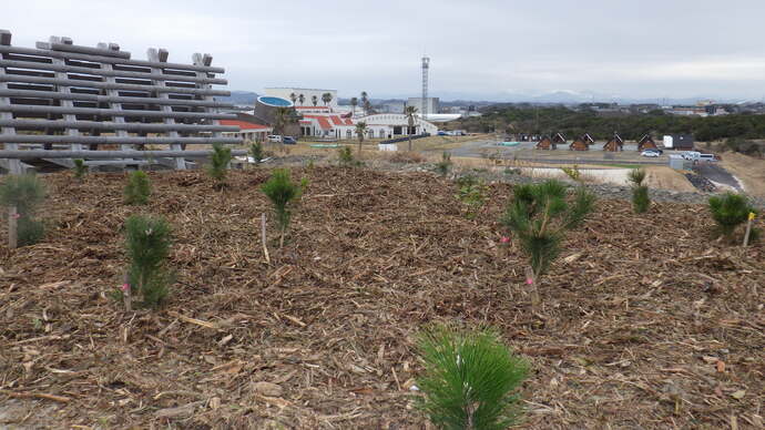 苗木植樹とマルチング（木片）が完了した様子