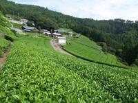 写真：春野町内の茶園