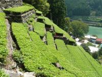 写真：龍山瀬尻の段々茶園