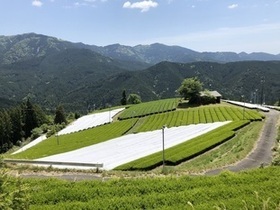 写真:てん茶生産茶園