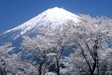 写真：富士山と桜