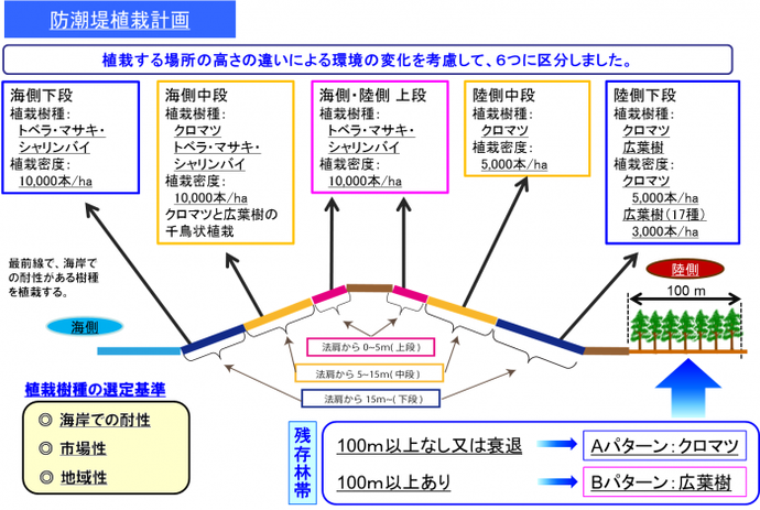 イラスト：防潮堤植栽計画の解説