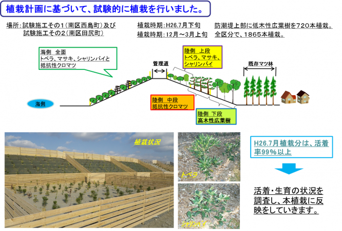 写真：試験的に植栽を行った時の様子