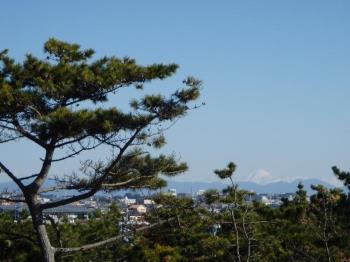 写真：富士山と松