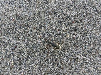 写真：中田島砂丘に生息するカワラハンミョウ1