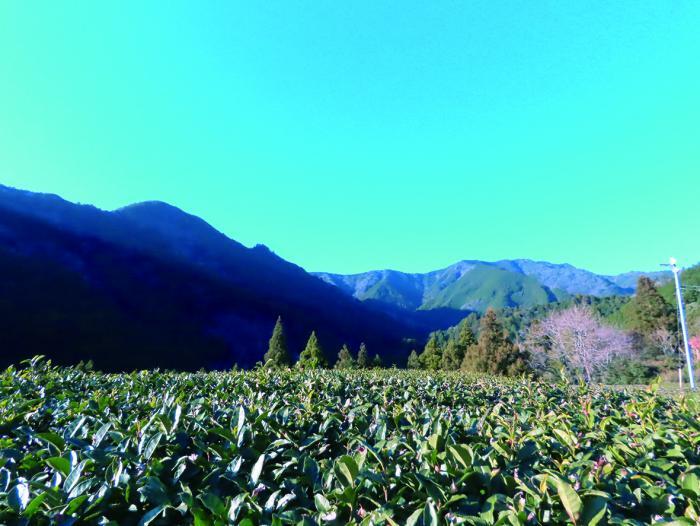 写真：茶畑