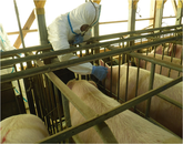 豚に、豚熱ワクチン接種を打っている様子