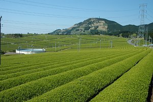 安田原の写真