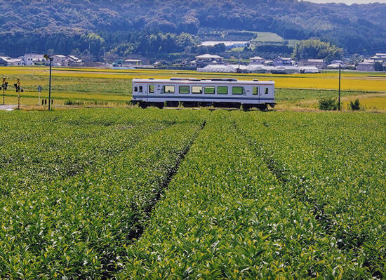 写真：茶畑と天浜線