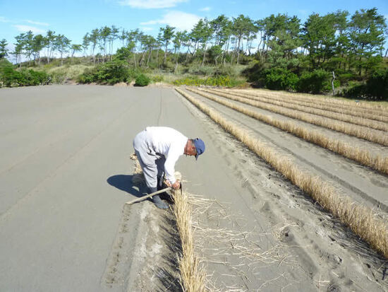 写真：立て藁作業