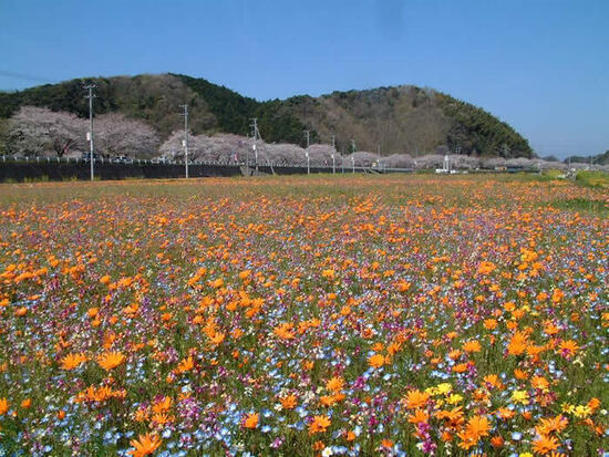 写真：花畑の写真