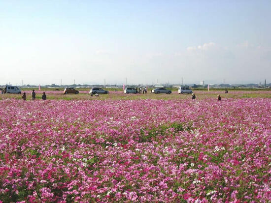 写真：花畑の写真