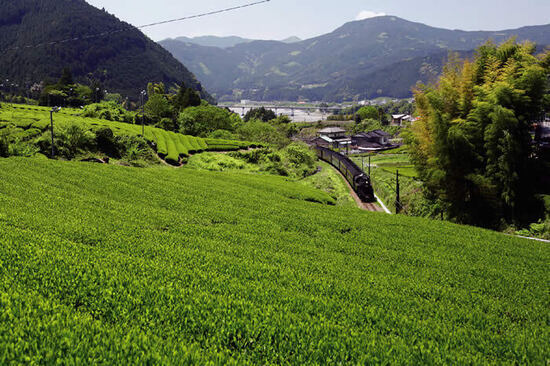 写真：大井川沿いの茶畑とSL