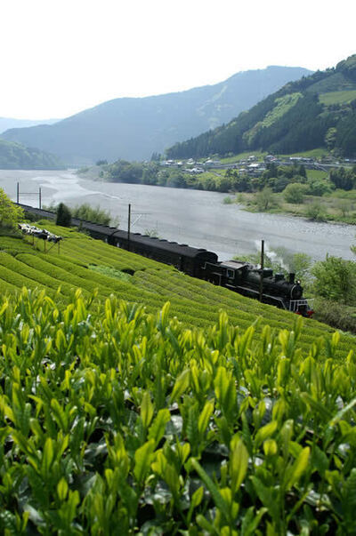 写真：大井川沿いの茶畑とSL2