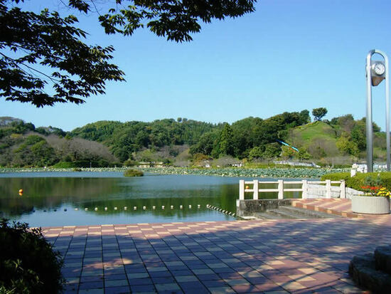 写真：蓮華寺池公園の風景