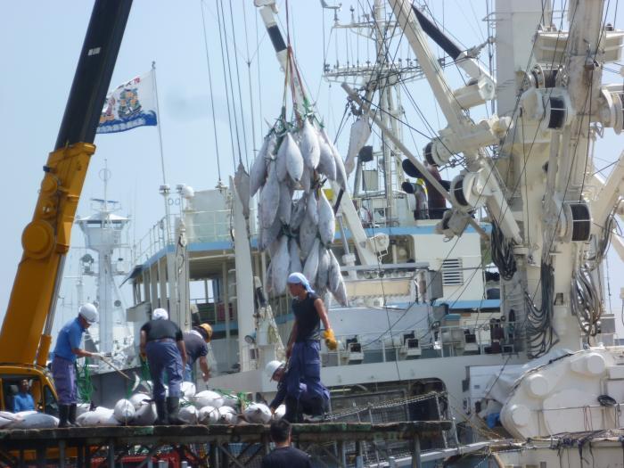 写真：マグロ水揚げ