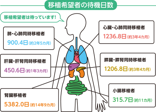 イラスト：臓器移植者の待機日数　移植希望者は待っています！