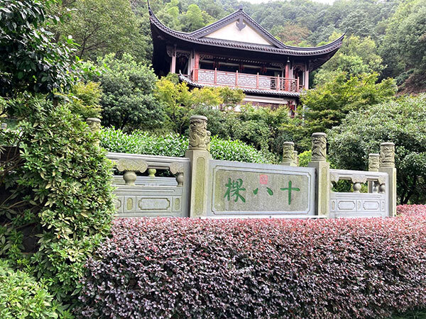 写真:十八棵御茶