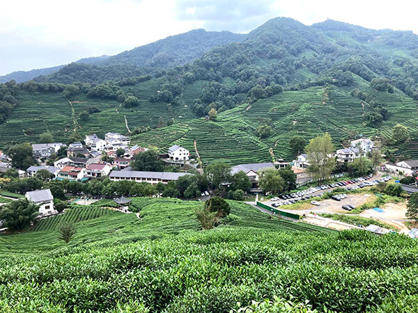写真:茶畑