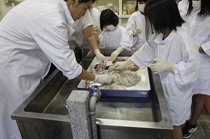 写真：豚の内臓を見て触る様子