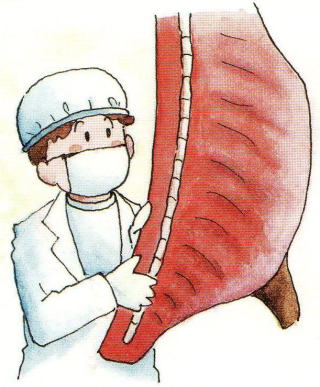 写真：枝肉検査の様子