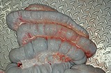 写真:炎症を起こした内臓膜