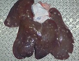 写真：寄生虫に感染した肝臓