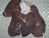 写真:寄生虫に感染した肝臓