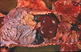 写真：トキソプラズマに感染した内臓