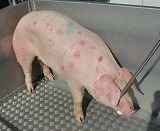 写真：豚丹毒菌に感染した豚