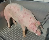 写真:豚丹毒菌に感染した豚